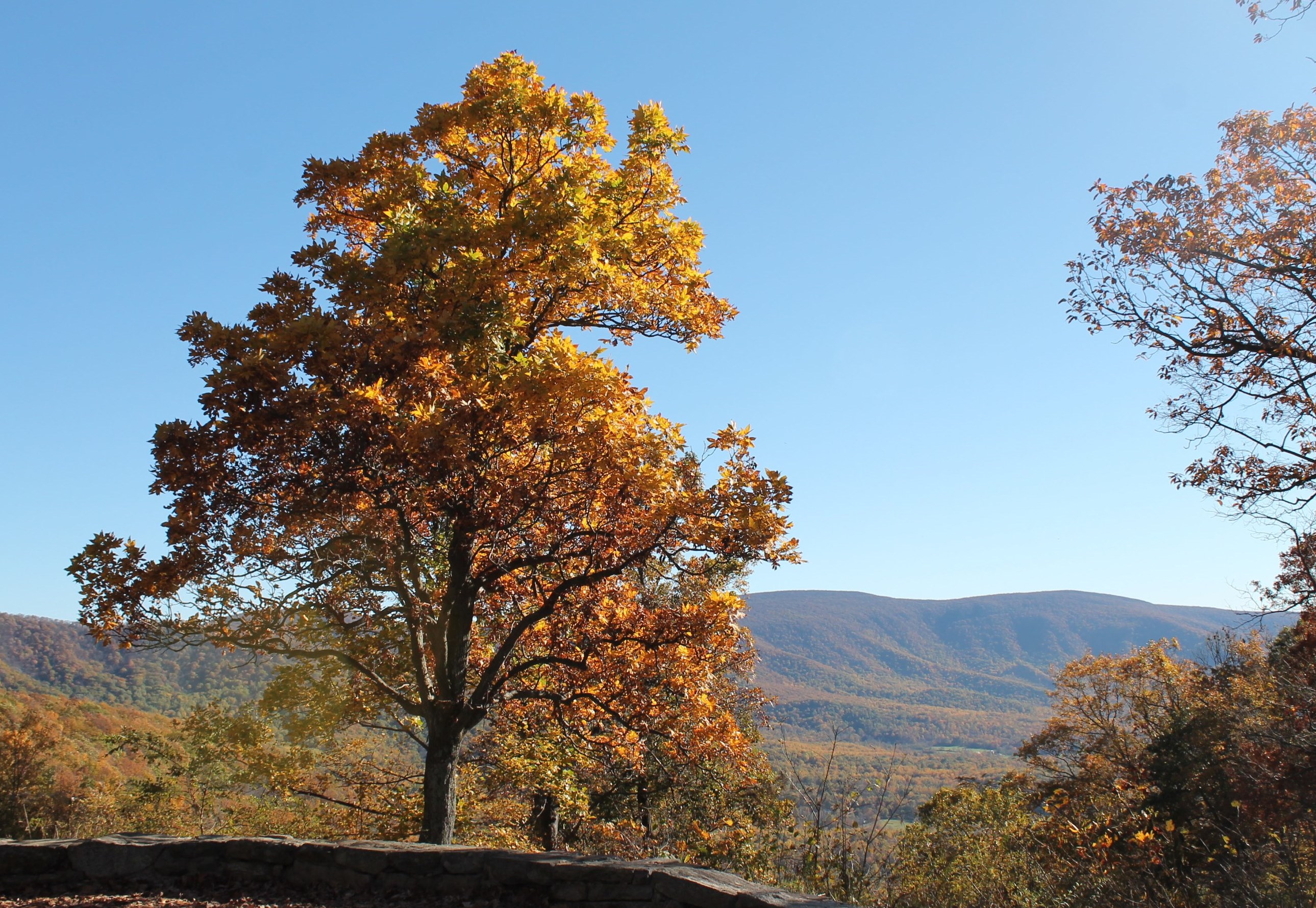 Shenandoah Sentinel