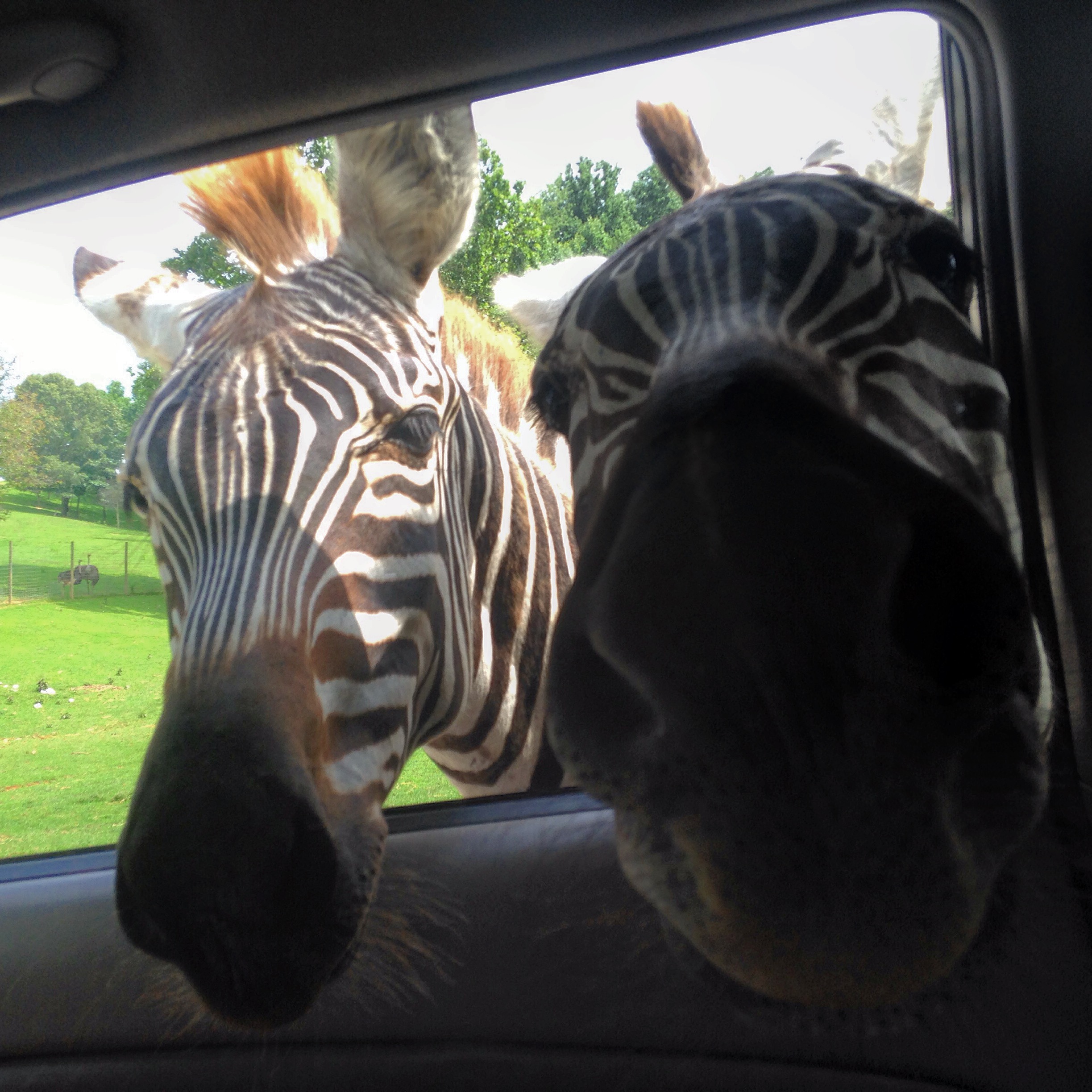 virginia safari park drive thru zoo